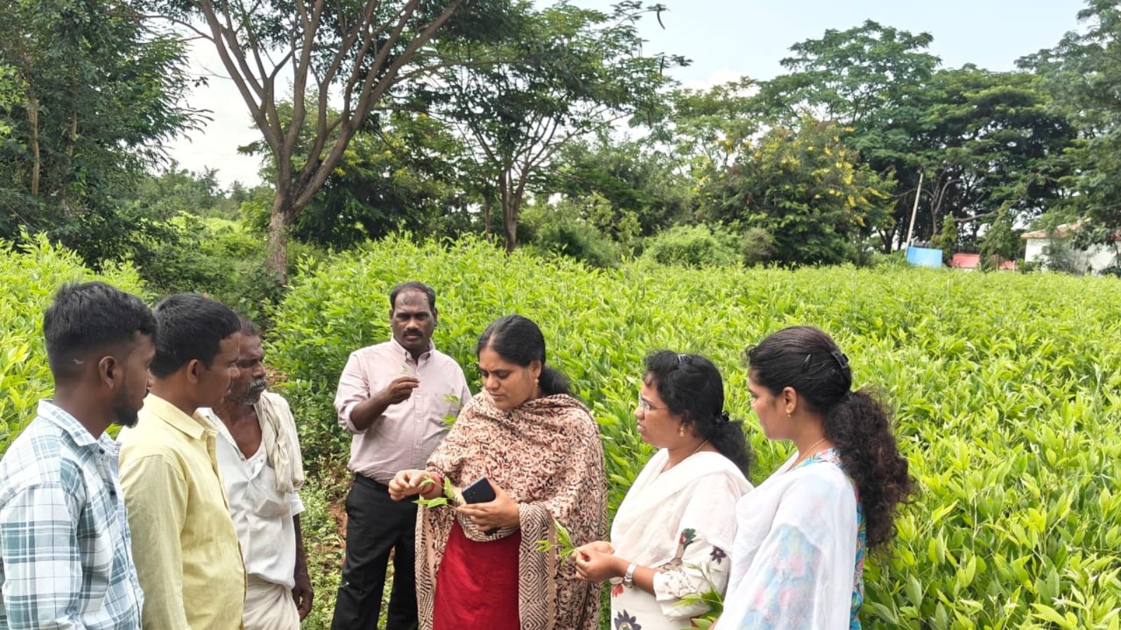 ఆరుతడి పంట - కందుల సాగు రైతులకు ప్రత్యామ్నాయ పంటలపై కీలక సూచనలు ఏడీఏ సంధ్యారాణి.