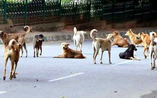 1600x960_stray-dog-menace