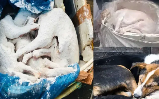 bengaluru-dog-meat-controversy-1024×576