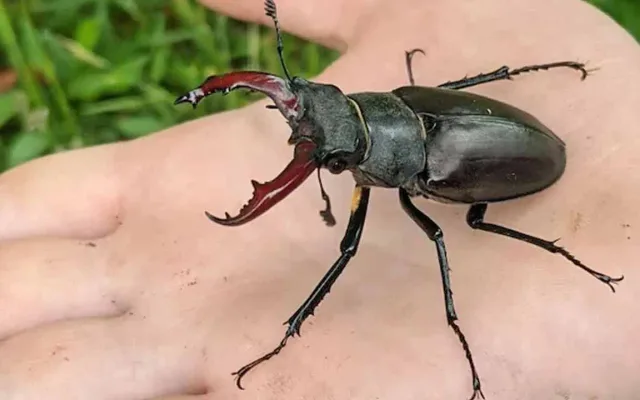 stagbeetle_V_jpg–1280×720-4g