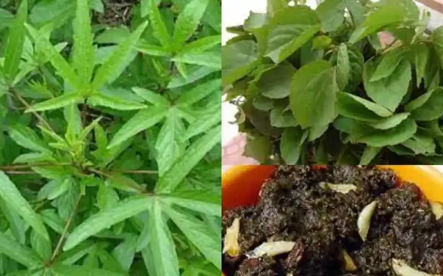 gongura