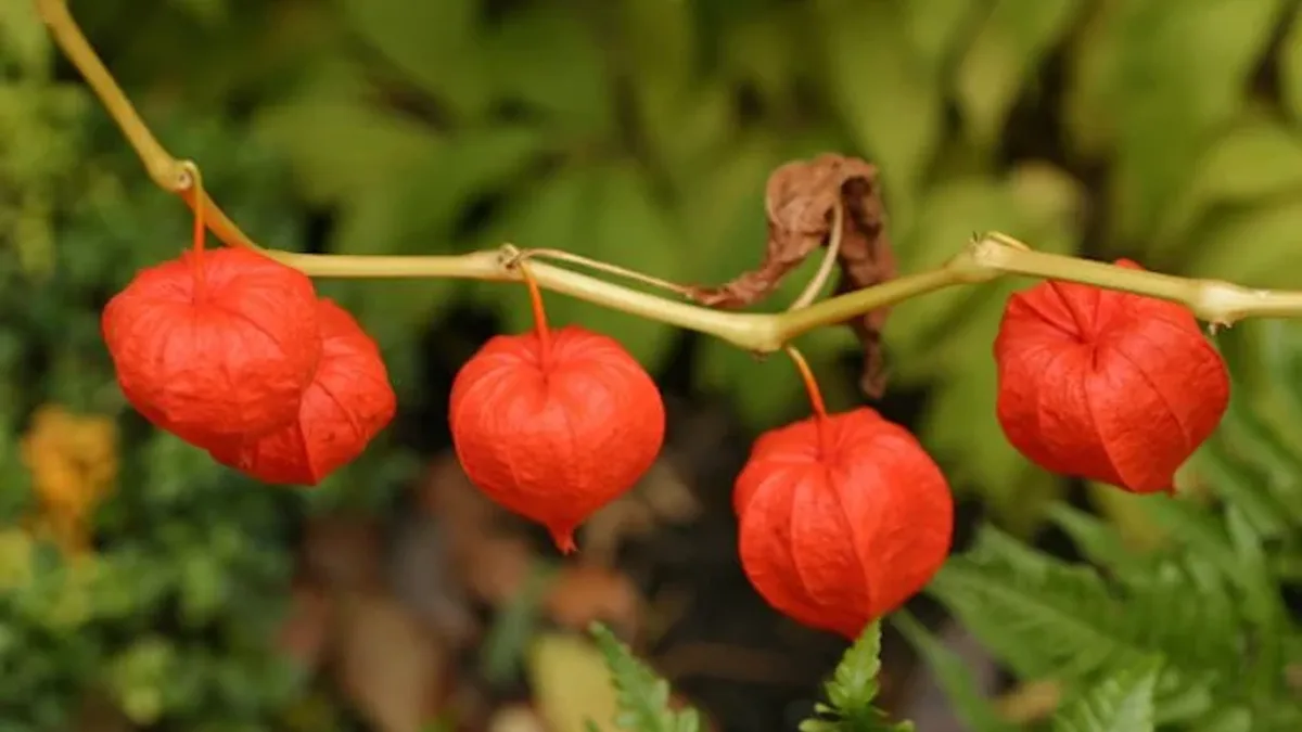 Ashwagandha-Uses-and-Benefits