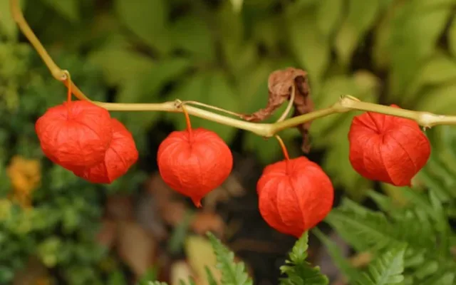 Ashwagandha-Uses-and-Benefits