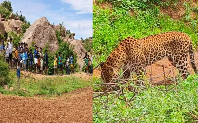 chiruta-in-kosagi (1)