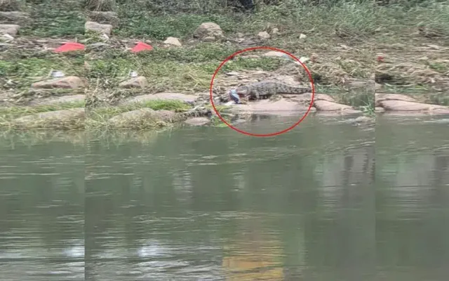 crocodile-found-at-hyd (1)