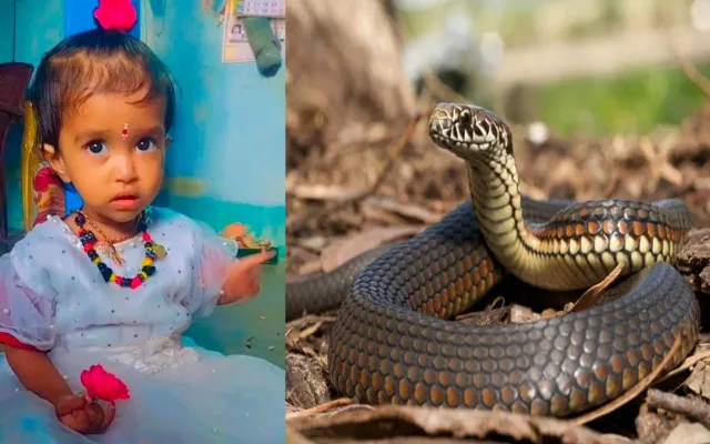 snake-bite